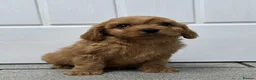 Cavapoo dogs for sale: dna clear f1 red cavapoo puppies , FAMILY REARED in Alford - Advert 17
