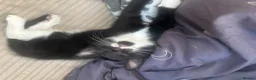 Mixed Breed cats for sale: 6 Beautiful kittens  - Advert 8