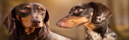Miniature Dachshund dogs for sale: Miniature Dachshunds  - Advert 1