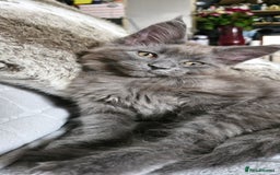 Maine Coon cats for sale: Little adorable kitten looking for new home  - Image 3