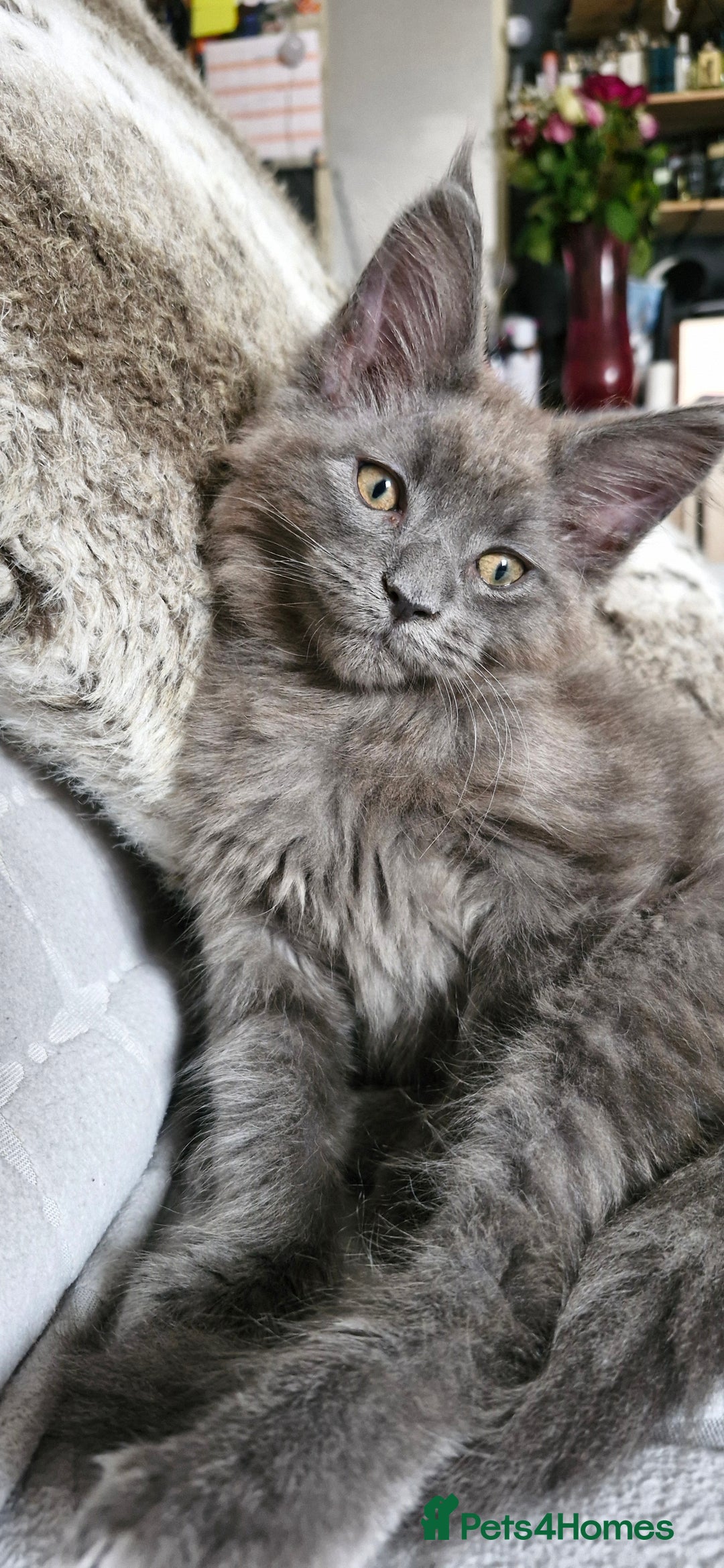 Maine Coon cats for sale: Little adorable kitten looking for new home  - Image 3