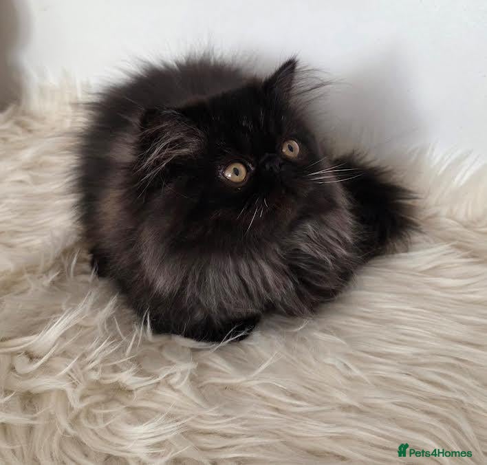 Persian cats Persian Kittens - Advert 1