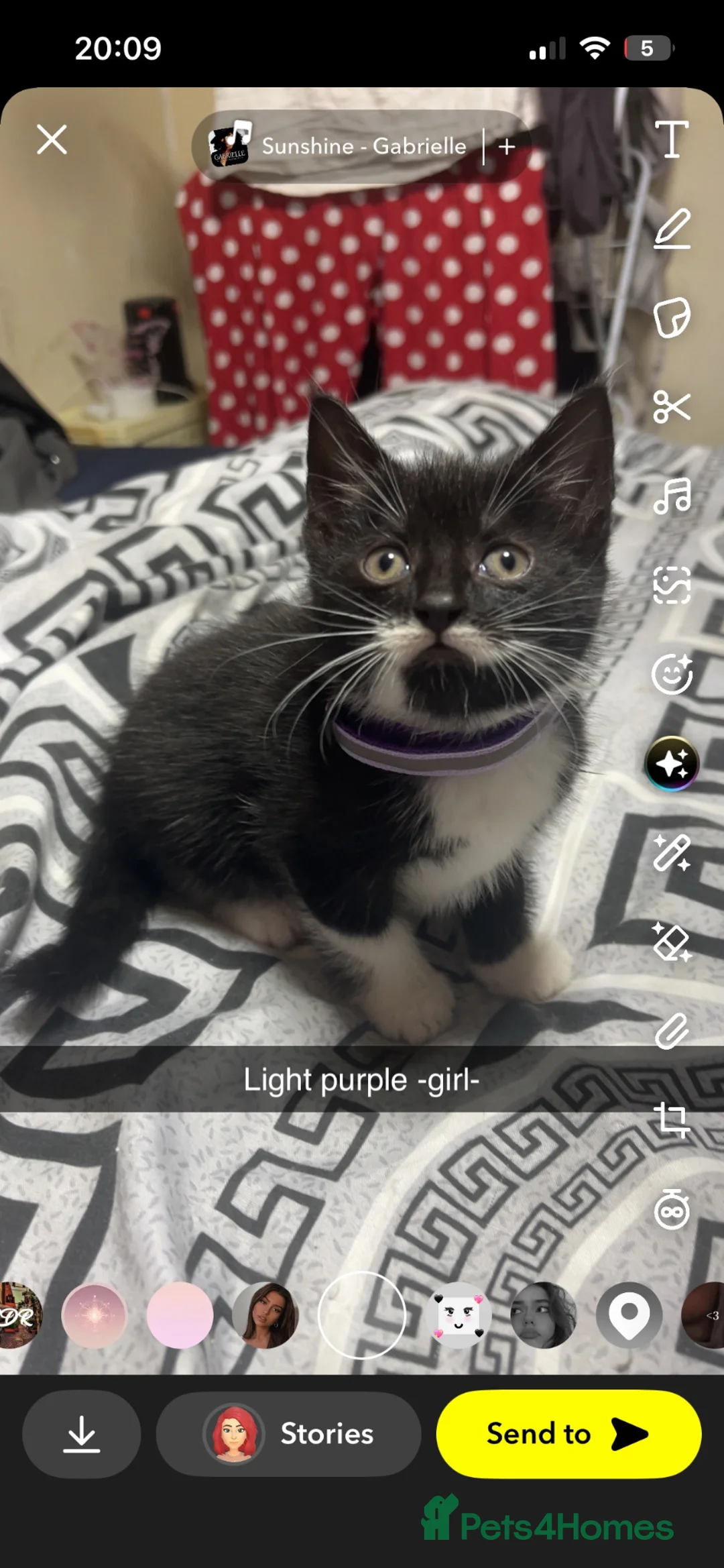 Mixed Breed cats for sale: Mixed litter boys and girls  - Advert 2