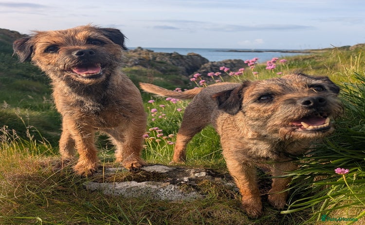 Border Terrier dogs - Advert 1