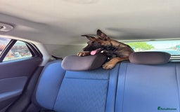 Belgian Shepherd Dog dogs for sale: Belgian malinois puppies  - Image 1