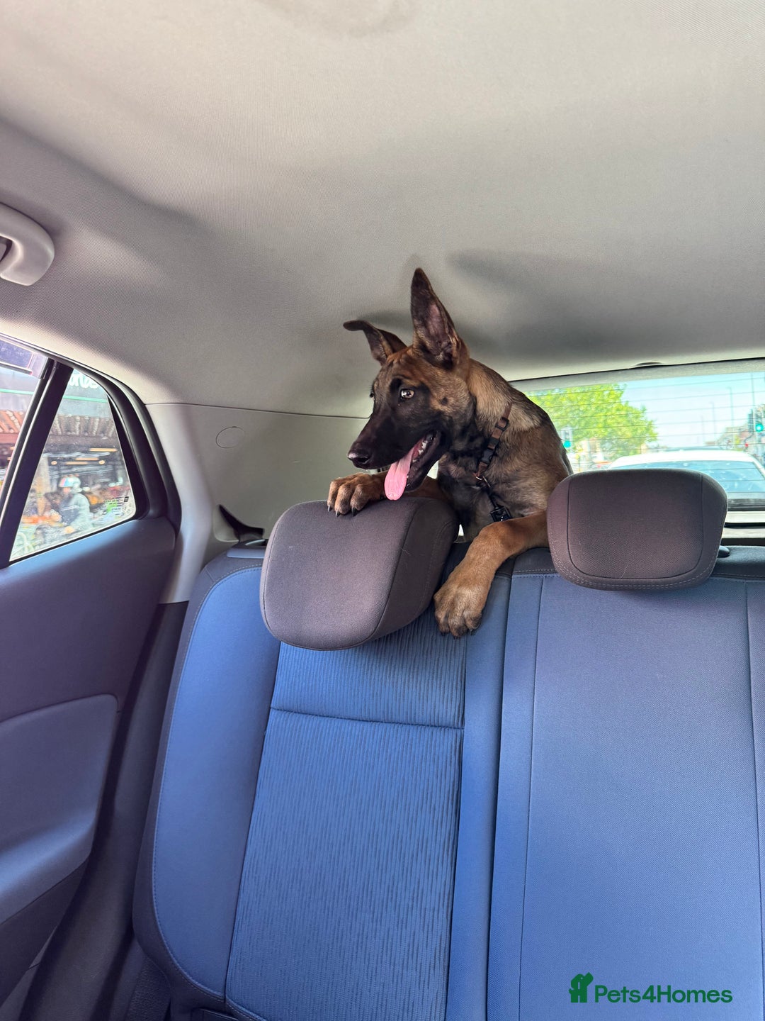 Belgian Shepherd Dog dogs for sale: Belgian malinois puppies  - Image 1