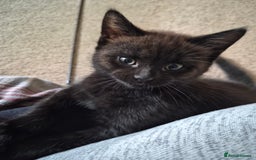 Mixed Breed cats for sale: Female Black Kittens - Image 3