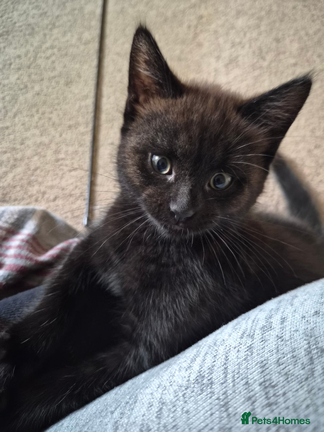 Mixed Breed cats for sale: Female Black Kittens - Image 3