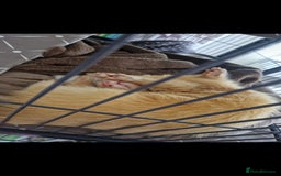 Ferret rodents for sale: 2 Male Albino Ferrets With Everything  - Image 23