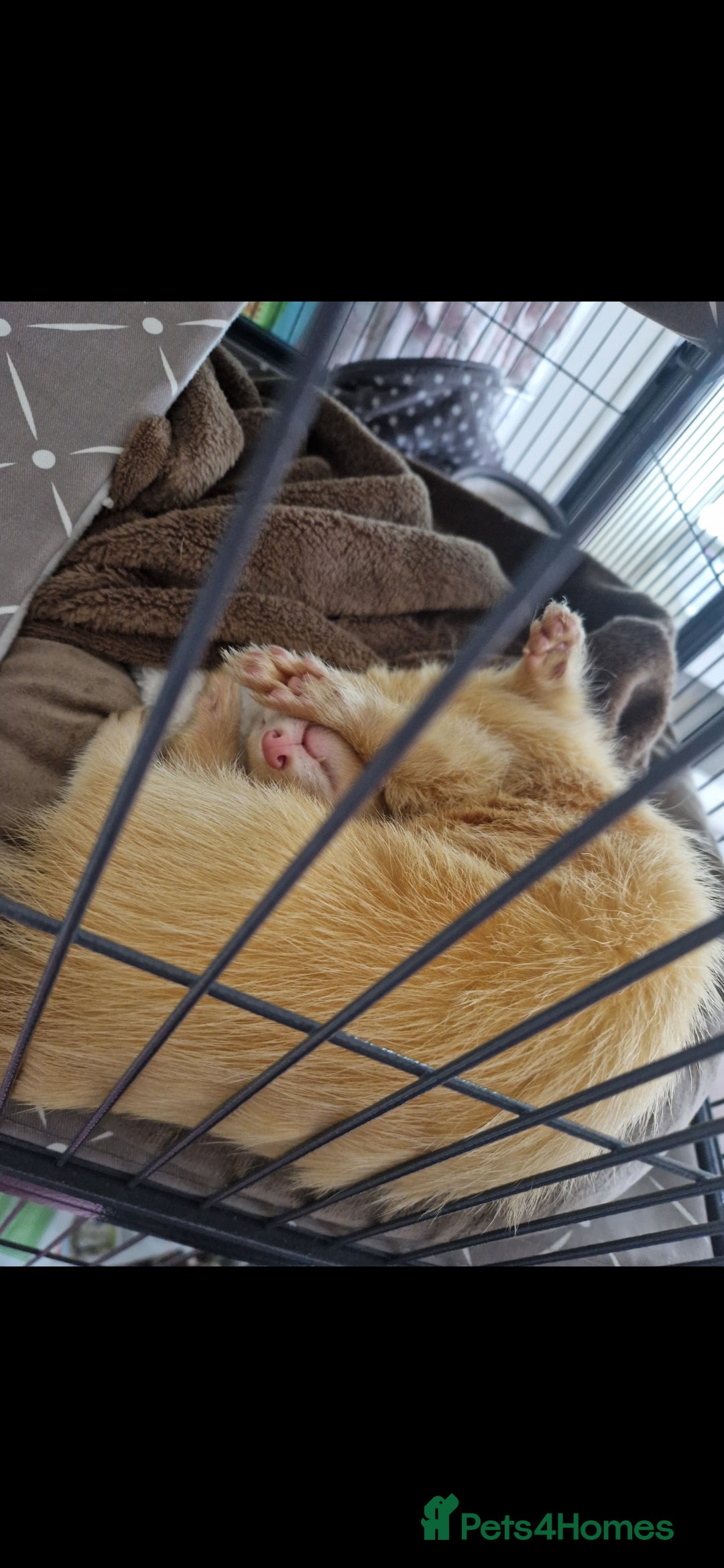 Ferret rodents for sale: 2 Male Albino Ferrets With Everything  - Image 23