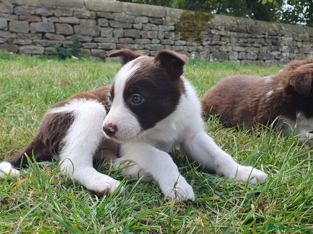Border Collie dogs for sale: Beautiful farmhome bred Red and white Collies - Image 11