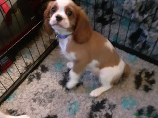 Cavalier King Charles Spaniel dogs Cavalier King Charles Spaniel - Advert 16