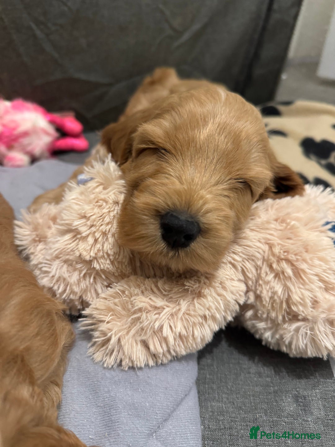 Cockapoo dogs for sale: 1 boy left cockapoo  - Advert 5