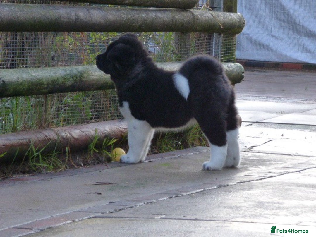 Akita dogs for sale: Quality Akita Baby Girl (KC Registered) - Advert 14