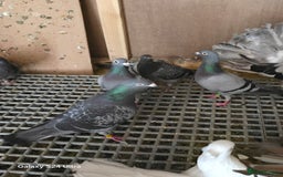 Pigeons birds for sale: Baby and adult racing Pigeons  - Image 9