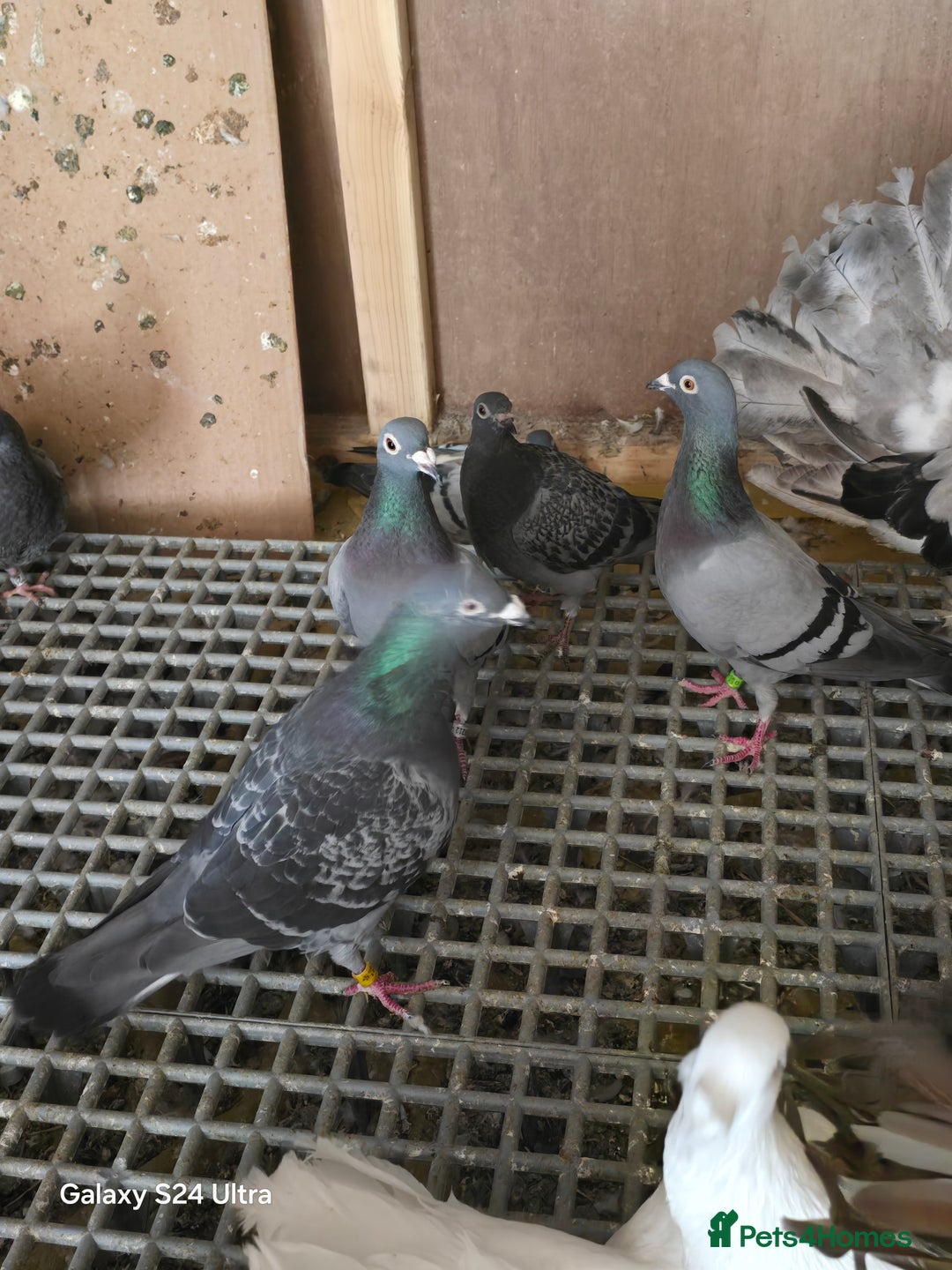 Pigeons birds for sale: Baby and adult racing Pigeons  - Image 9