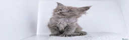 Maine Coon cats for sale: Blue maine coon kittens -DNA health tested parents - Advert 13