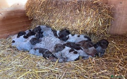 Mixed Breed dogs for sale: GDP and  griffen pointer f1 hybrid  - Image 7