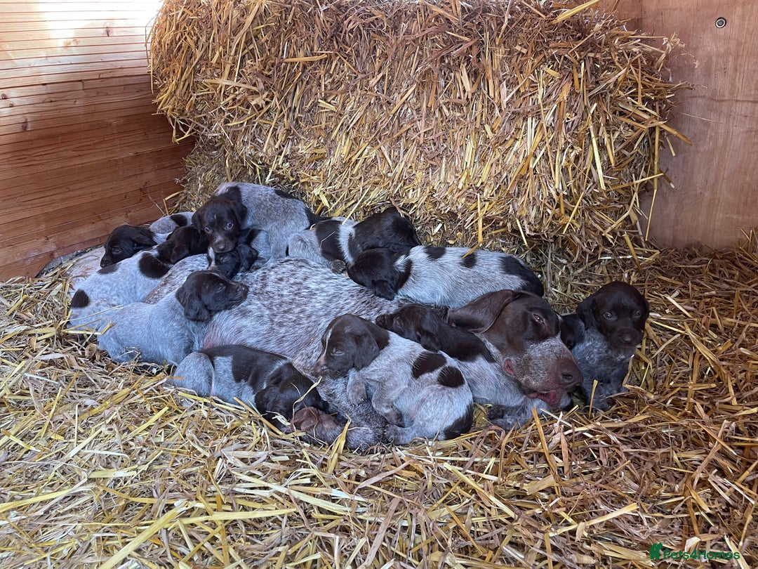 Mixed Breed dogs for sale: GDP and  griffen pointer f1 hybrid  - Image 7