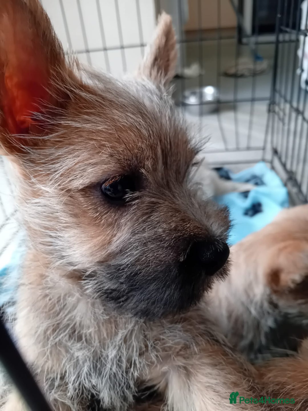 Cairn Terrier dogs for sale: KC registered Cairn terriers - Image 8