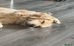 Golden Retriever dogs for sale: Gorgeous adult golden retriever  - Image 1