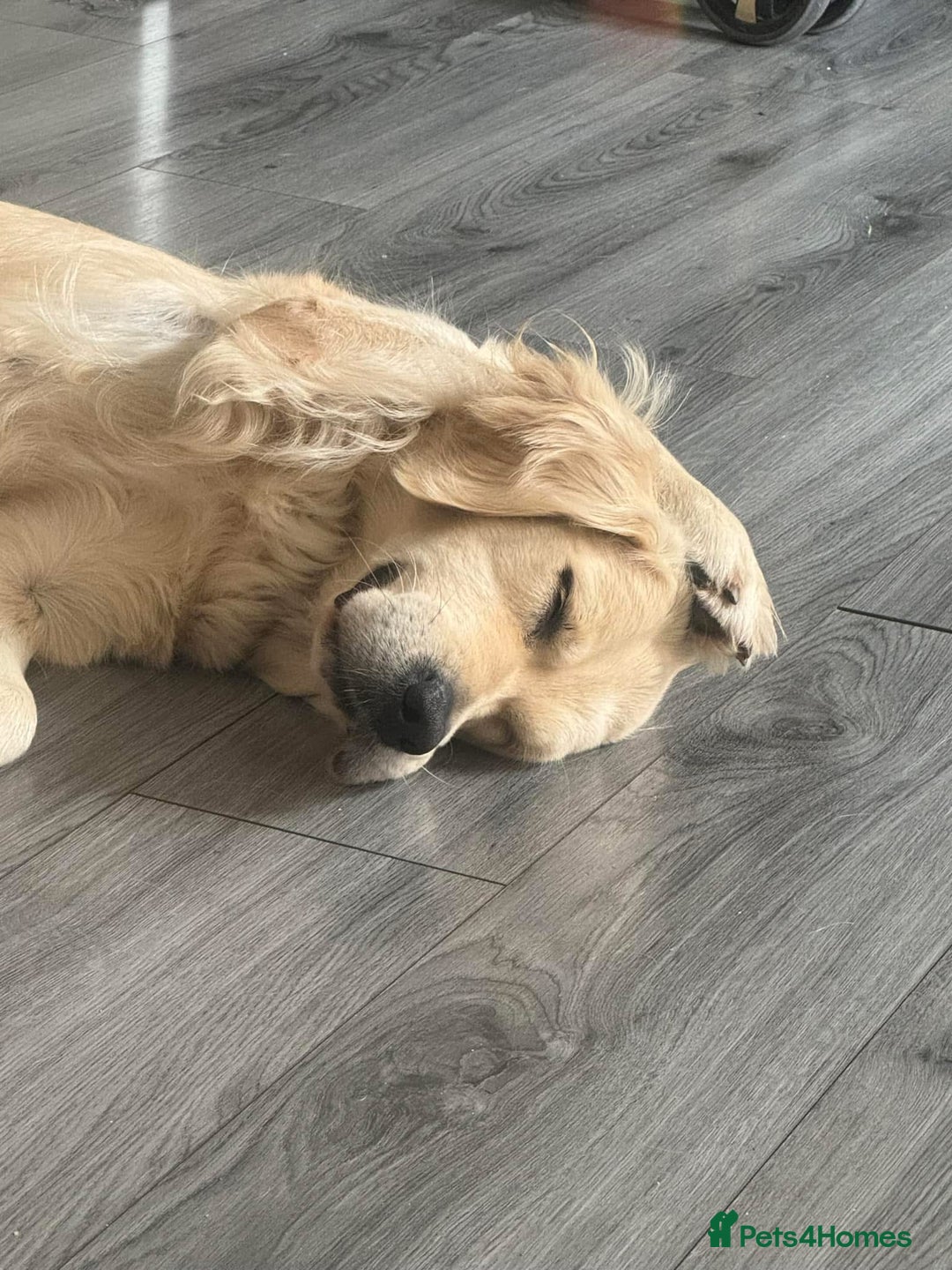 Golden Retriever dogs for sale: Gorgeous adult golden retriever  - Image 1