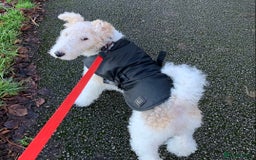 Fox Terrier dogs for stud: Fox terrier for stud in Barnsley - Image 1