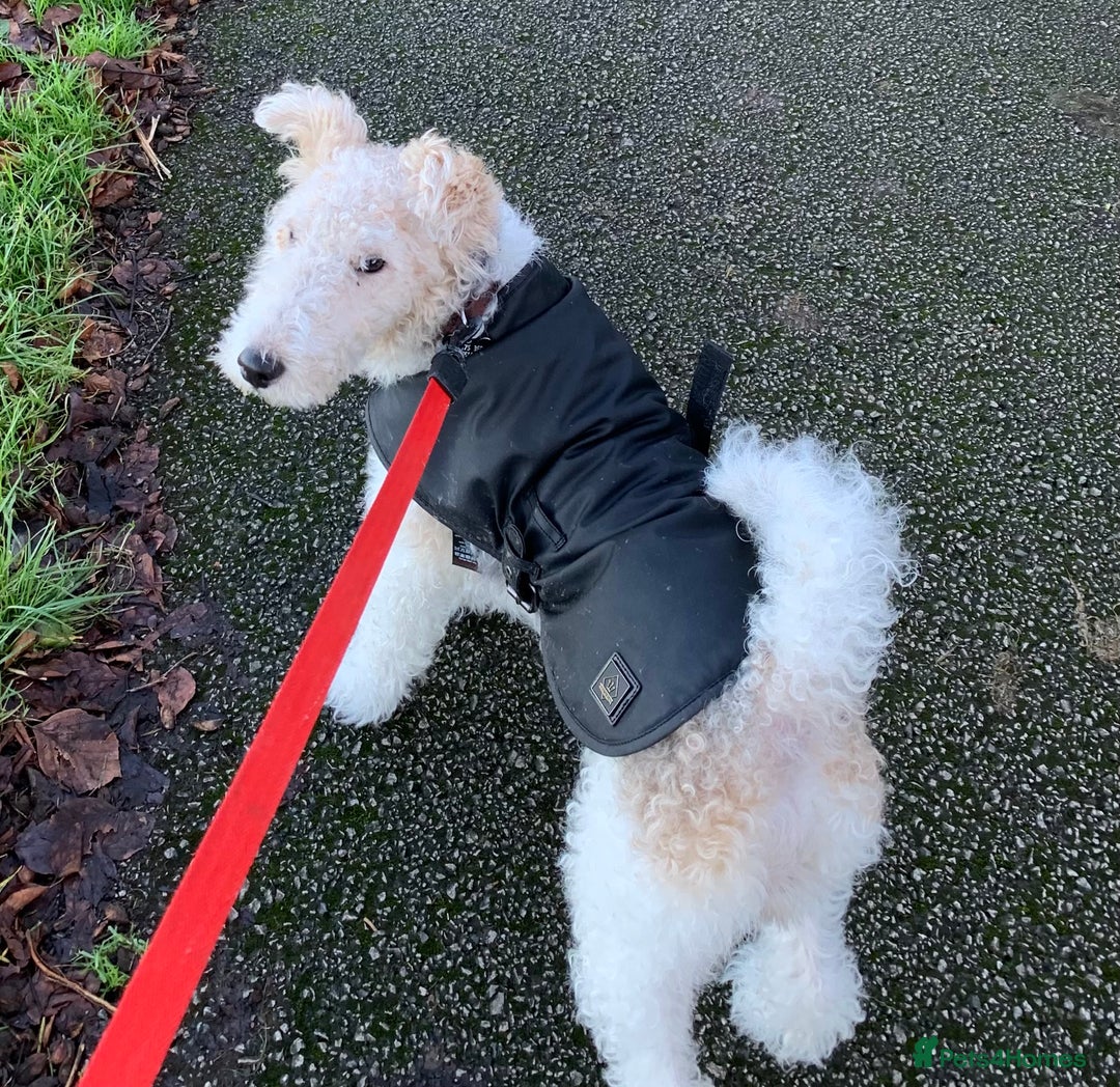 Fox Terrier dogs for stud: Fox terrier for stud in Barnsley - Image 1