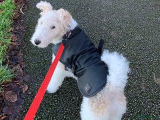 Fox Terrier dogs in Barnsley - Advert 1