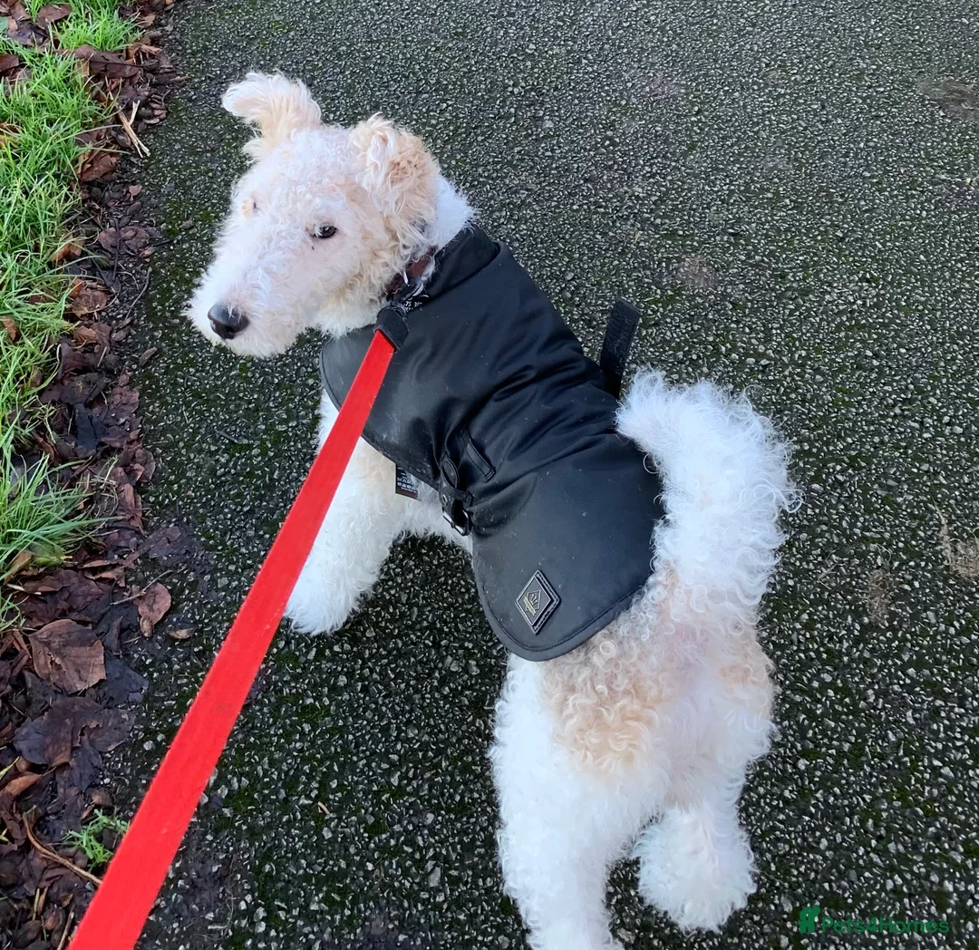 Fox Terrier dogs for stud: Fox terrier for stud in Barnsley - Advert 4