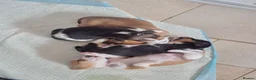 Jack Russell dogs for sale: Short legged jack russels in Harwich - Advert 13