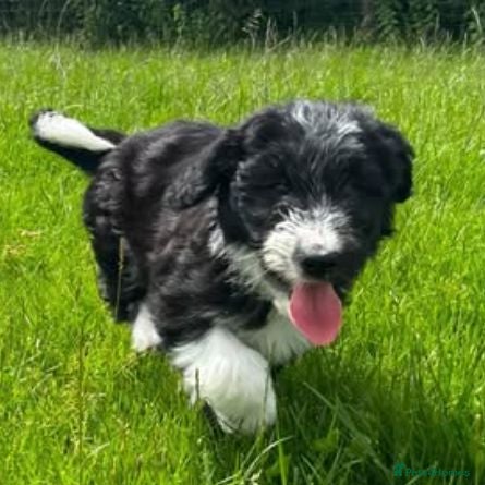 Mixed Breed dogs 3 gorgeous bouncy boys - Advert 1