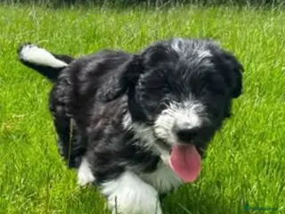 Mixed Breed dogs 3 gorgeous bouncy boys - Advert 11