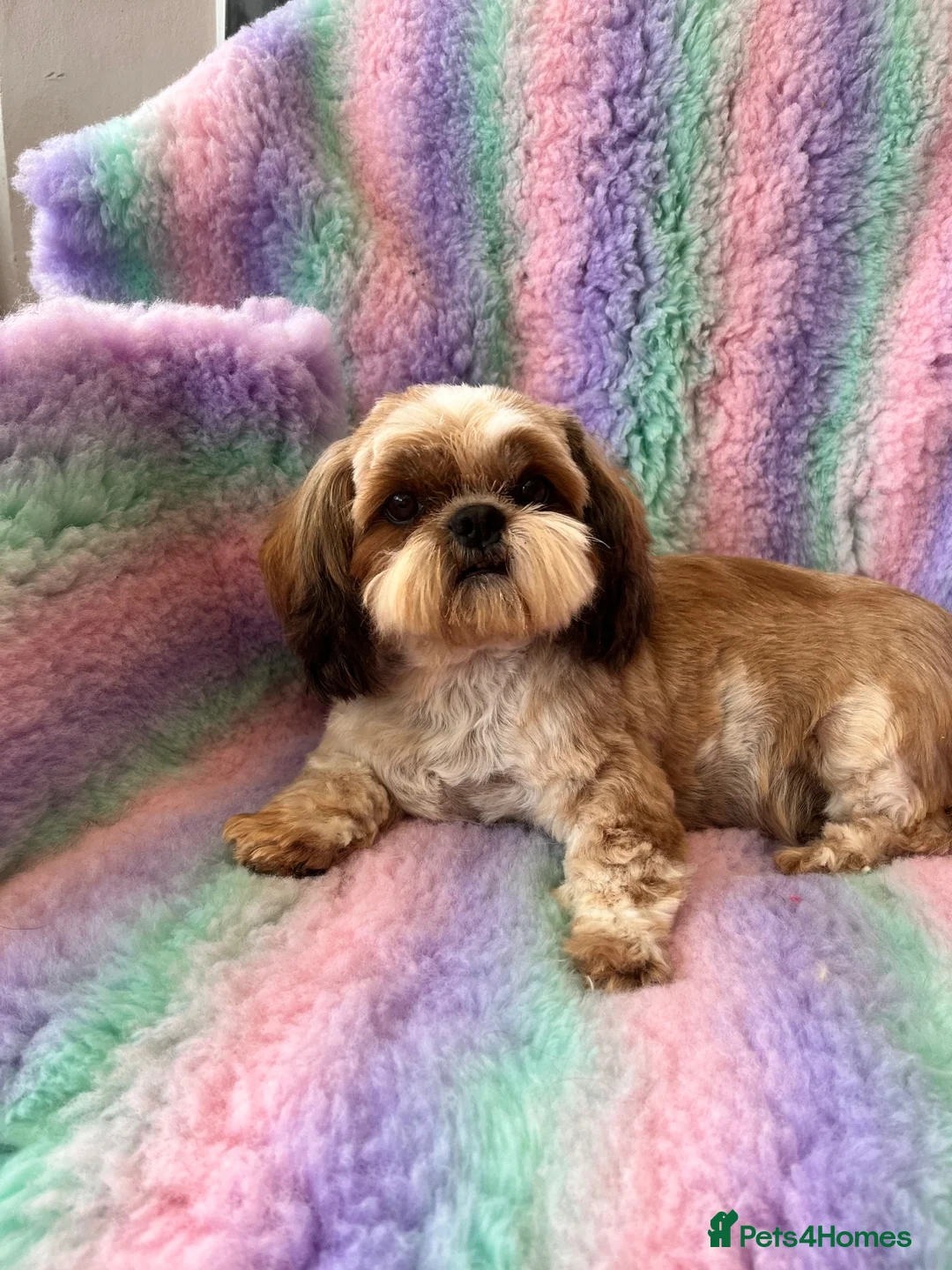 Shih Tzu dogs for sale: Sweet ShihTzu female - Advert 2