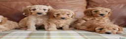 Cavapoo dogs for sale: Quality Health Tested F1b Miniature Cavapoos - Advert 5