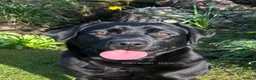 Labrador Retriever dogs for sale: Black Purebred Pedigree Show Line look Labradors - Advert 5