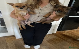 Pomchi dogs for sale: Gorgeous Pomchi girl  - Image 9