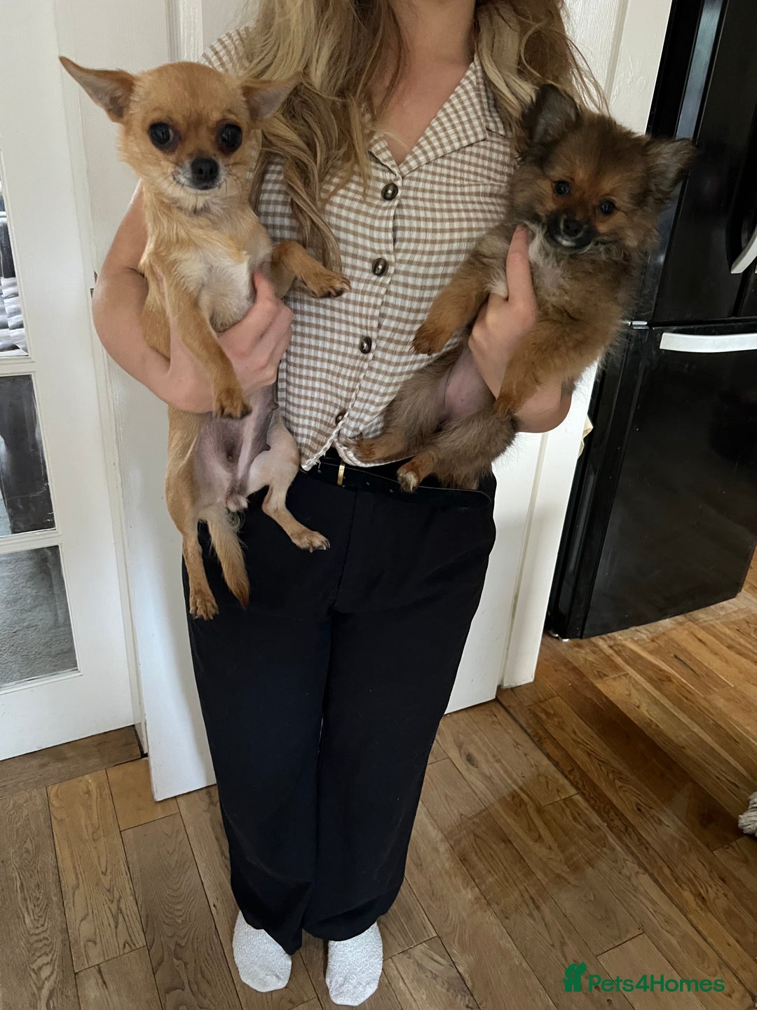 Pomchi dogs for sale: Gorgeous Pomchi girl  - Image 9
