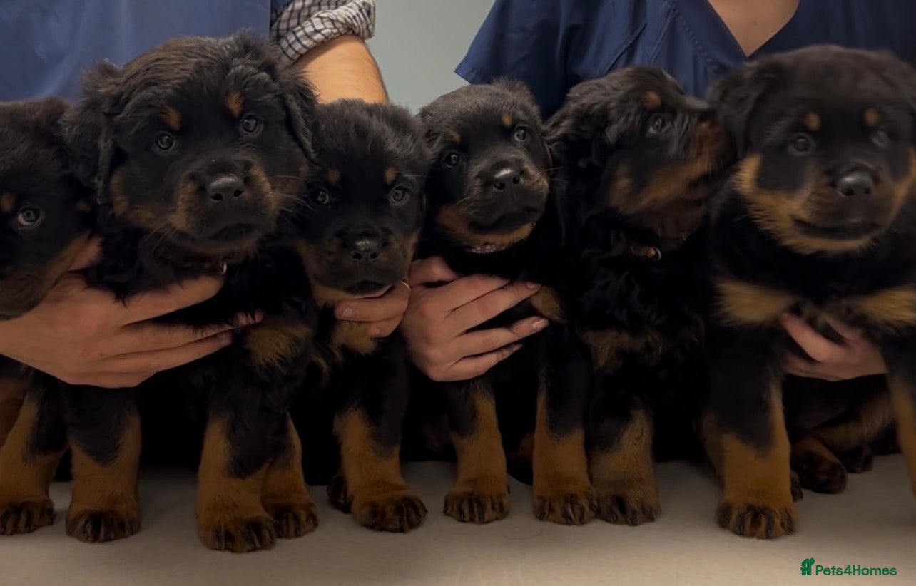 Rottweiler dogs Rottweilers KC reg full tested TOP QUALITY  - Advert 5