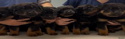 Rottweiler dogs for sale: Rottweilers KC reg full tested TOP QUALITY  - Advert 6