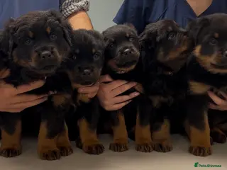 Rottweiler dogs Rottweilers KC reg full tested TOP QUALITY - Advert 5