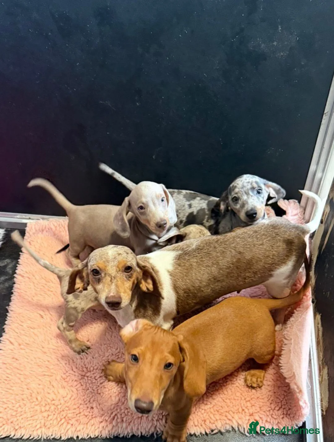 Miniature Dachshund dogs for sale: Miniature dachshund puppies - Advert 1