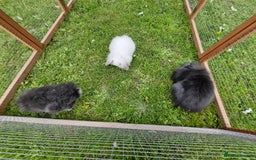 Lionhead rabbits for sale: 4 bunnies 8 weeks old looking for new homes - Image 5
