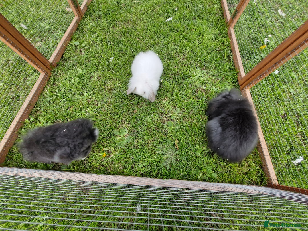 Lionhead rabbits for sale: 4 bunnies 8 weeks old looking for new homes - Image 5