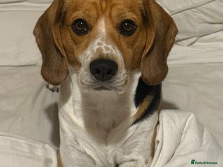 Labrador Retriever dogs - Advert 6