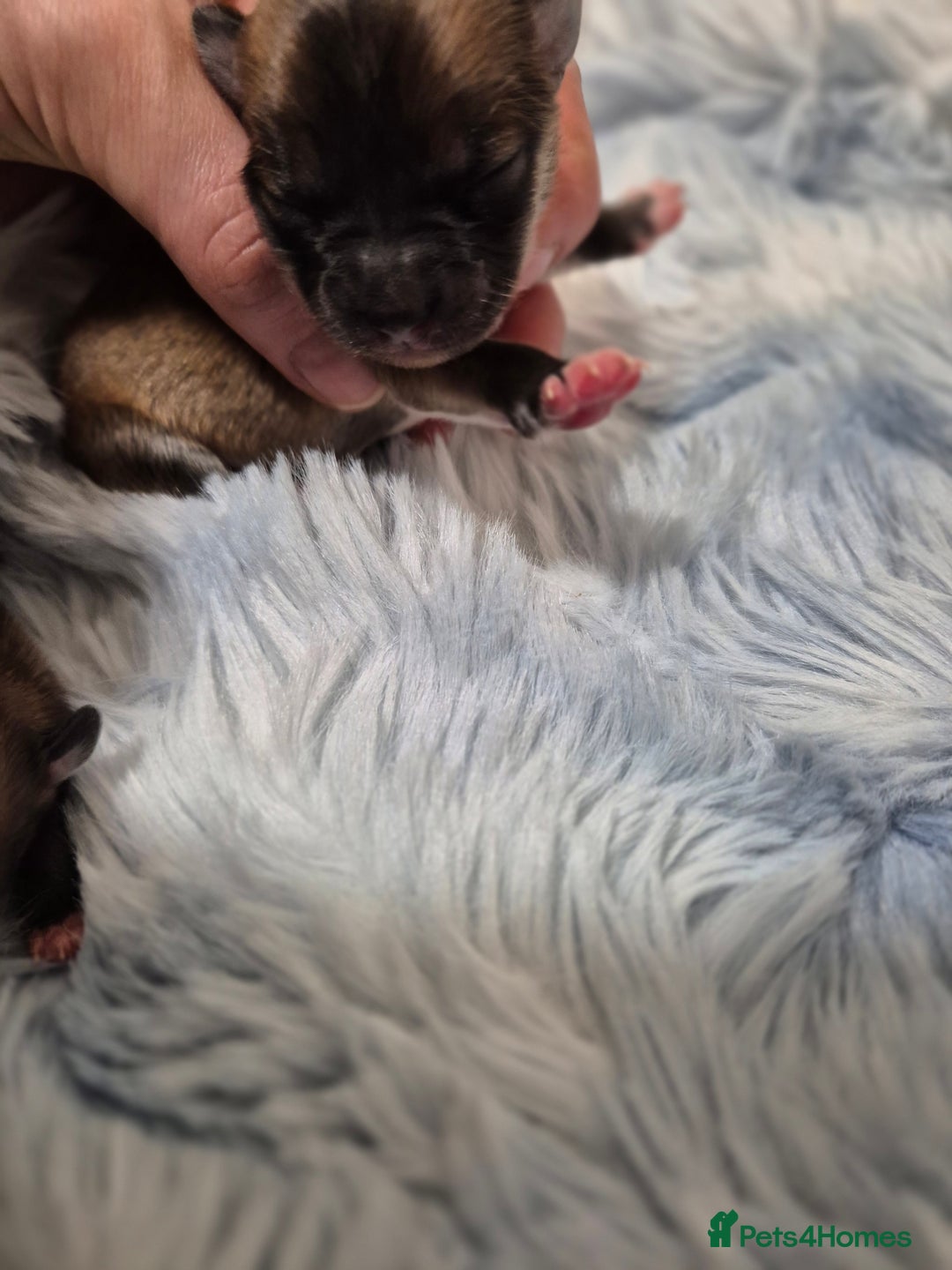 Chihuahua dogs for sale: Long haired chihuahua  - Advert 2