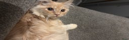 Maine Coon cats for sale: 11 Week Old Maine Coon - Advert 4