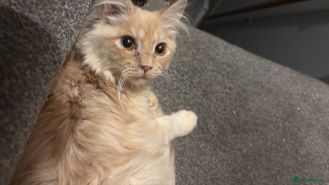 Maine Coon cats for sale: 11 Week Old Maine Coon - Advert 4