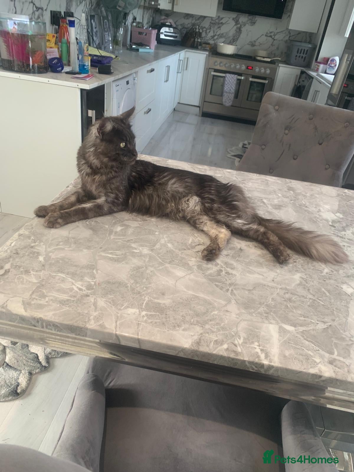Maine Coon cats Active TICA registered male and female available  - Advert 1