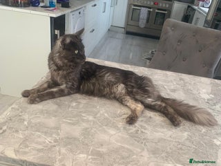 Maine Coon cats Active TICA registered male and female available - Advert 1